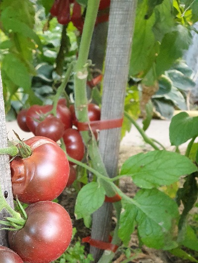 1338 Karma Pink Multiflora (Карма Пінк Мультіфлора)
