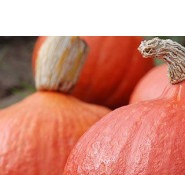 25145 Гарбуз Утікі Курі Хаббард 