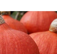 25145 Гарбуз Утікі Курі Хаббард 