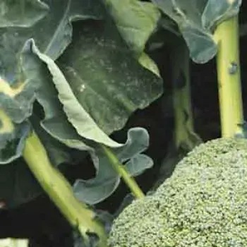 8003 Капуста Броколі Баторі F1