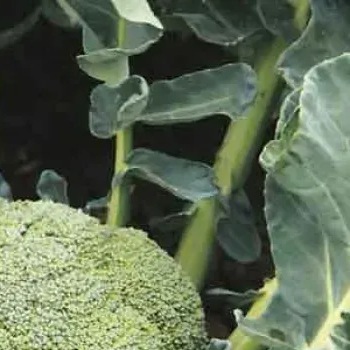 8003 Капуста Броколі Баторі F1