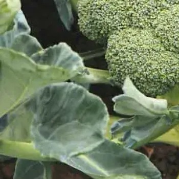 8003 Капуста Броколі Баторі F1