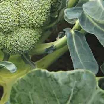 8003 Капуста Броколі Баторі F1