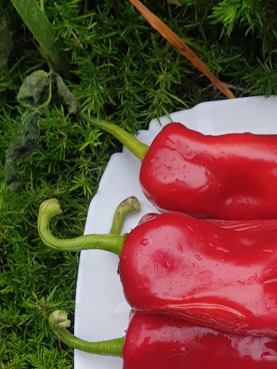 6046 Водолій (солодкий)