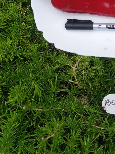 6046 Водолій (солодкий)