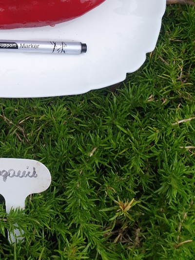 6046 Водолій (солодкий)