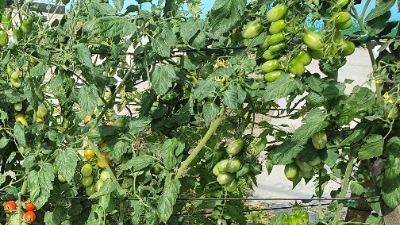 25416 Лукаш