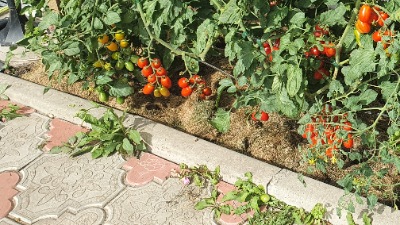 25416 Лукаш