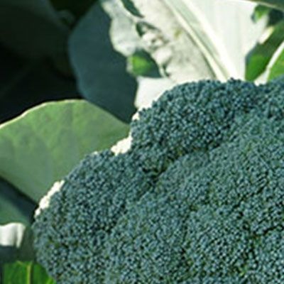 8004 Капуста Броколі Бесті F1