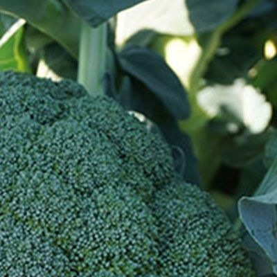 8004 Капуста Броколі Бесті F1