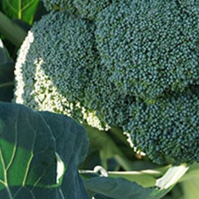 8004 Капуста Броколі Бесті F1