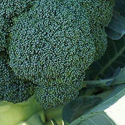 8004 Капуста Броколі Бесті F1