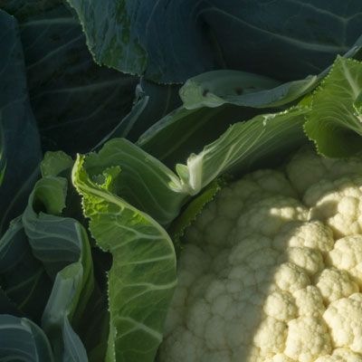 8011 Капуста цвітна біла Гохан F1