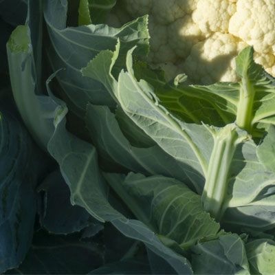 8011 Капуста цвітна біла Гохан F1