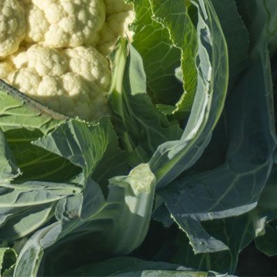 8011 Капуста цвітна біла Гохан F1