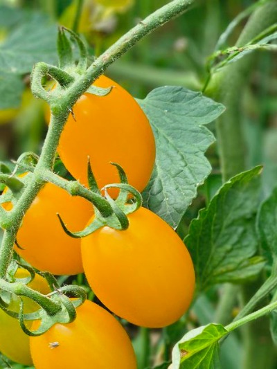 25332 Datterino yellow (Даттеріно жовтий) 