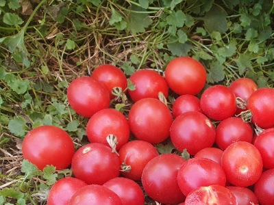 1045 Полуничка