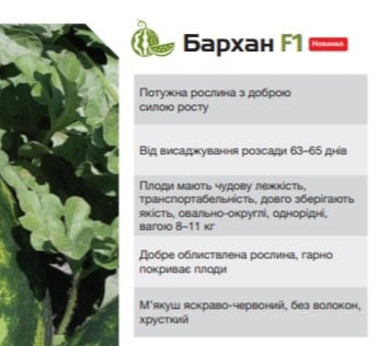 25098 Кавун Бархан F1 