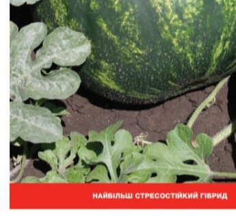 25098 Кавун Бархан F1 