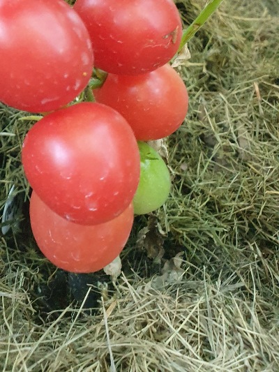 1045 Полуничка