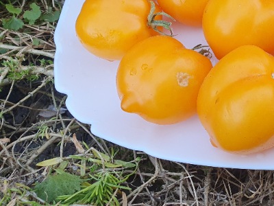 1340 Lemon Tree (Лимонне Дерево)