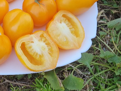 1340 Lemon Tree (Лимонне Дерево)