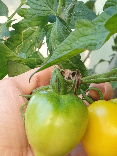 1340 Lemon Tree (Лимонне Дерево)