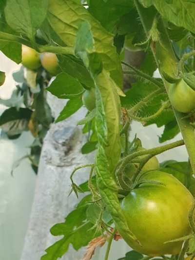 1340 Lemon Tree (Лимонне Дерево)