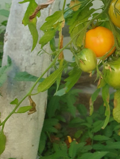 1340 Lemon Tree (Лимонне Дерево)