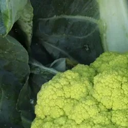 8014 Капуста Цвітна зелена Грін Сторм F1