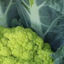 8014 Капуста Цвітна зелена Грін Сторм F1