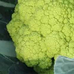 8014 Капуста Цвітна зелена Грін Сторм F1