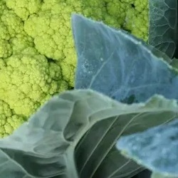 8014 Капуста Цвітна зелена Грін Сторм F1