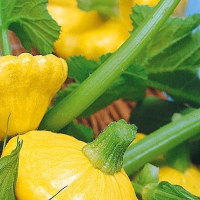 25281 Патисон Сані Делайт F1