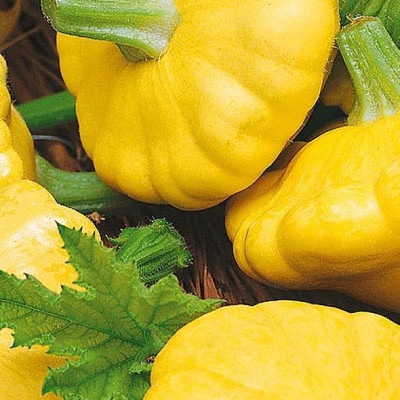 25281 Патисон Сані Делайт F1