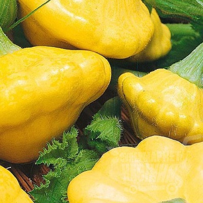 25281 Патисон Сані Делайт F1