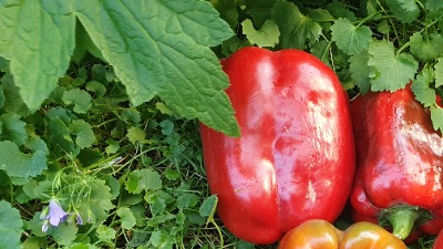 25365 Сатурн (солодкий)