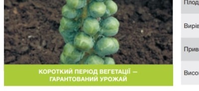 25477 Капуста Брюсельська Абакус F1