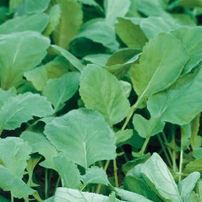 25006 Редис Філіпар  F1