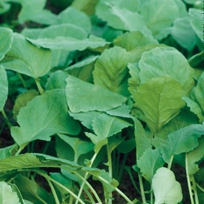 25006 Редис Філіпар  F1