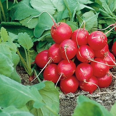 25006 Редис Філіпар  F1