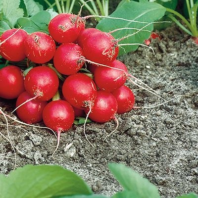 25006 Редис Філіпар  F1