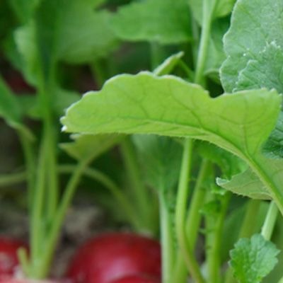 25005 Редис Стеллар   F1