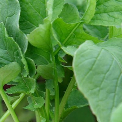 25005 Редис Стеллар   F1