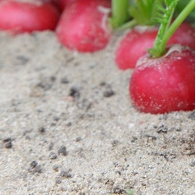 25005 Редис Стеллар   F1