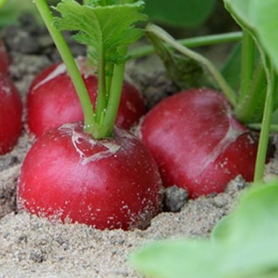 25005 Редис Стеллар   F1