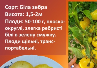 1239 Біла Зебра
