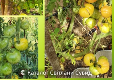 1239 Біла Зебра