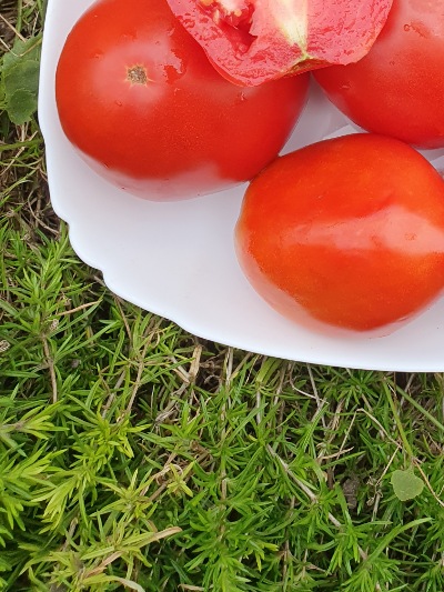 1263 Падано