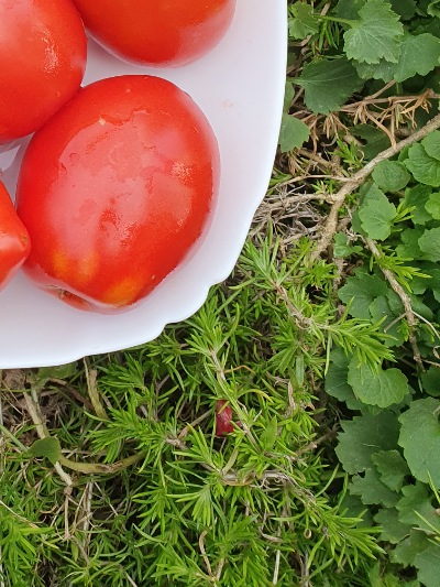 1263 Падано